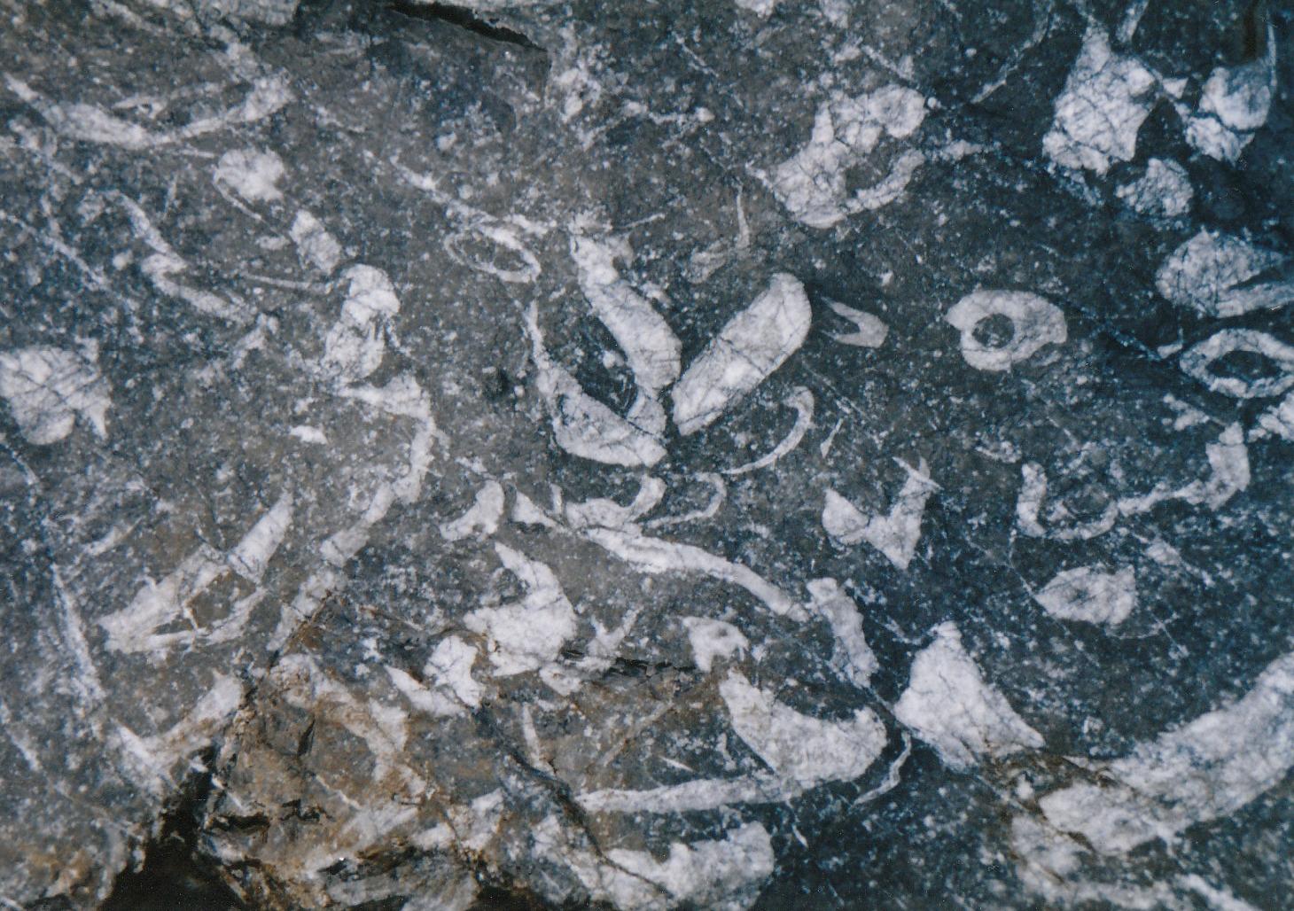 2億年前に生息？2枚貝の化石とは？ 芦北町復興推進観光ポータルサイト